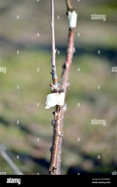 Grafted Young Fruit Tree Image Of A Stock Photo Alamy