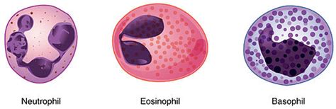 Granulocytes Definition Types Function And Role As Phagocytes