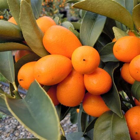 We did not find results for: Nagami Kumquat in 2020 | Nagami kumquat, Kumquat, Orange fruit