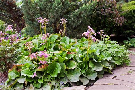 Transplanting Bergenia How And When To Divide Bergenia Plants