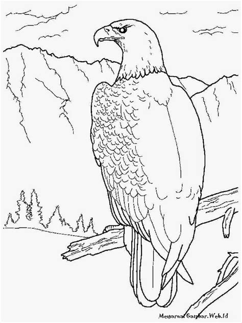 Burung Mewarnai Elang Aquile Bald Pancasila Garuda Sketsa Cendrawasih