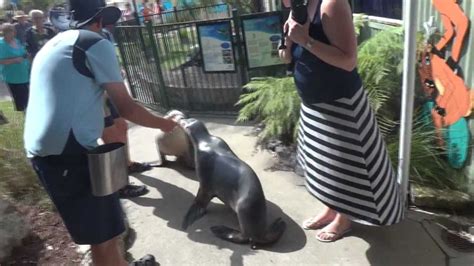 Seals Kissing At Dolphin Marine Magic In Coffs Harbour Youtube