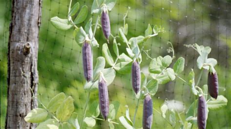 An Early Crop Of Garden Peas Are Perfect For The Novice Gardener