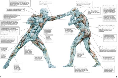 Wolters kluwer health/lippincott, williams & wilkins. Delavier's Mixed Martial Arts Anatomy - Human Kinetics Europe