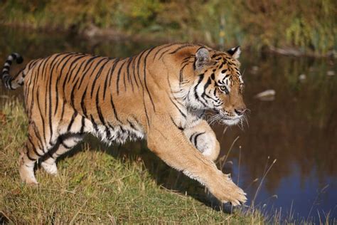 Tiger Running Royalty Free Stock Photography Image 26810817
