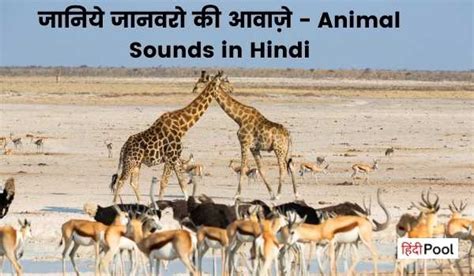 जानिये जानवरो की आवाज़े Animal Sounds In Hindi Hindipool