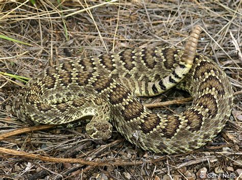 Select from premium mojave rattlesnake of the highest quality. Northern Mohave Rattlesnake - Crotalus scutulatus scutulatus