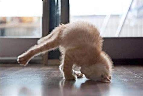 Kitten Yoga Cat Yoga Cats Funny Animals