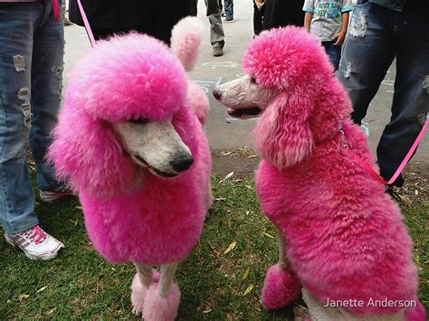 Pink Poodles By Janette Anderson Redbubble