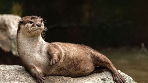 New Study Baby Otters Trendy Exotic Pets Facebook Wildlife Trafficking