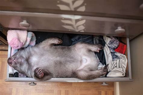 Kenny The Rescued Wombat Picks The Perfect Place To Nap The Dodo