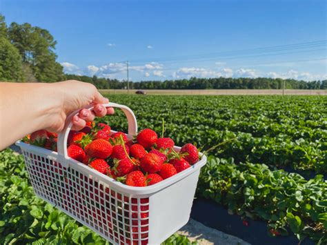 3 Awesome Places To Go Strawberry Picking Near Fayetteville