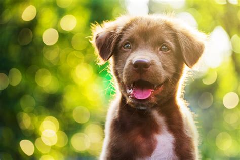 How To Paws For A Second To Determine If Your Dog Is Happy