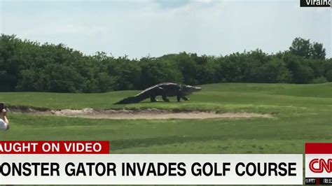 Gigantic Gator Spotted On Golf Course Cnn Video