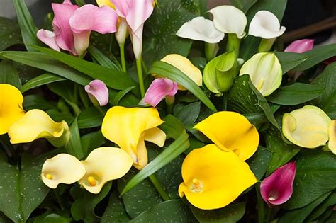 Calla Lilies These Stunning Flowers Will Grow Inside Or Out Greenview