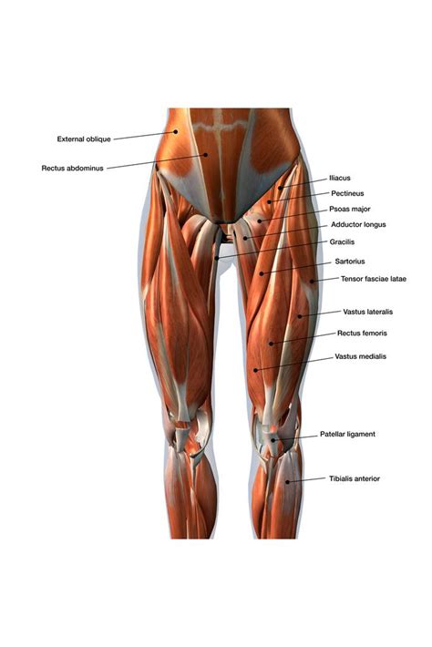 In the trunk, these form the three anterior body muscle layers. Female Anterior Leg Muscles Labeled Educational Chart inch ...