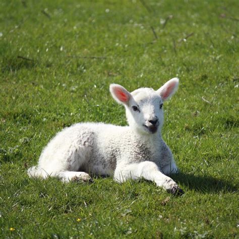 How To Control Scours In Baby Lambs Animals Momme