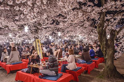 Top Things To Do During Japan Cherry Blossom Festivals Zicasso