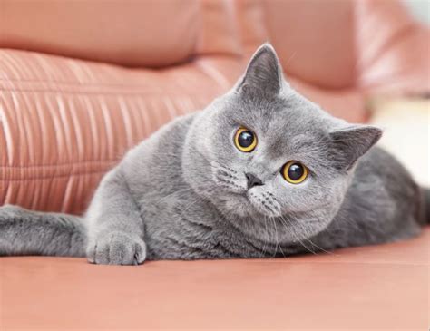 British Shorthair Cat Personality And Behavior Pettime