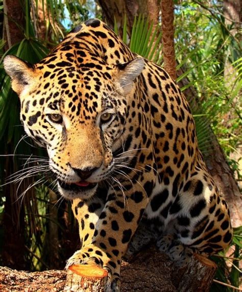 Jaguars are the only big cat in the americas and the third biggest in the world after tigers and the mother stays with them and defends them fiercely from any animal that they're typically found in tropical rainforests but also live in savannas and. Jaguar…Panthera Onca Amazon Rainforest Cat. | earth2mother