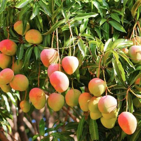 Mango Suvarnarekhagrafted Fruit Plants And Tree Exotic Space