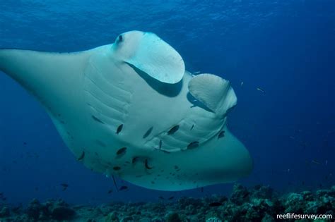 Manta Birostris Giant Manta Ray Reef Life Survey