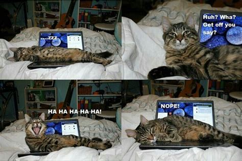 Ha Ha Ha Ha Funny Cat Funny Animal Pictures Funny Animal Videos