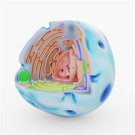 D Model Human Cell Visualization Cgtrader