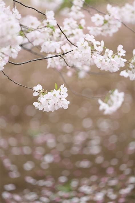 🔥 47 Cherry Blossoms Iphone Wallpaper Wallpapersafari