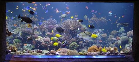 Choosing the best fish tank in today's market is not a joke. 28 Modern Fish Tanks That Inspire Relaxation