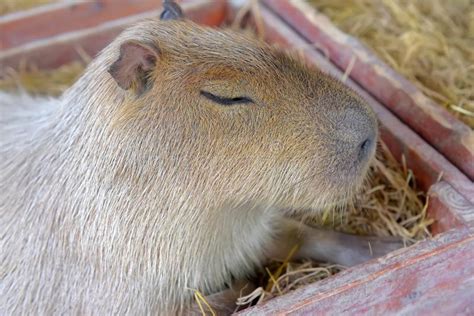 Capybara Portrait Stock Image Image Of Webbed