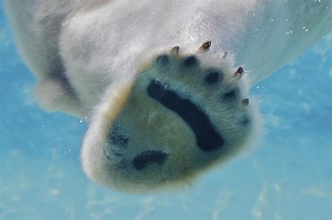 Polar Bears Have Small Pads On Their Paws Called Papillae That Help