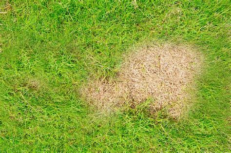 How To Get Rid Of Brown Spots On Your Lawn Chucks Landscaping