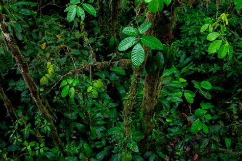 Overflightstock Vegetation In The Choco Rainforest Mashpi