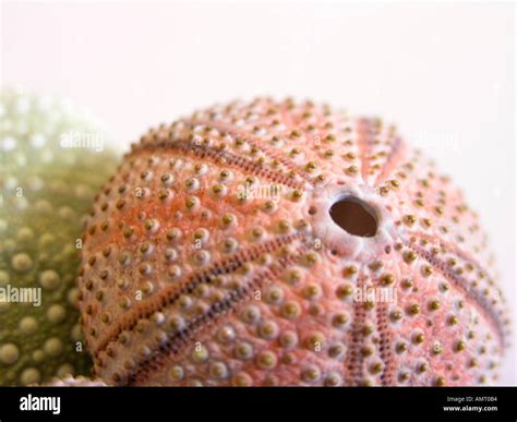 Two Sea Urchins One Green The Other Pink Leaning Against Each Other