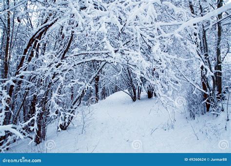 Winter In Oslo Stock Photo Image Of Outdoors Trees 49260624