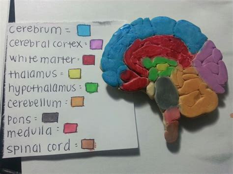 Pin By Brenda Rangel On Diy Brain Models Biology Projects Art Therapy Activities