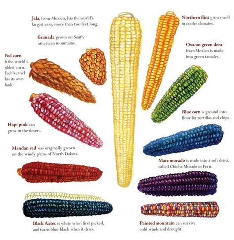Image Result For Blue Hopi Flint Corn Flint Corn Amazing Facts For