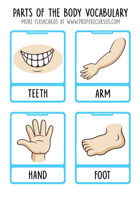 Body Parts Vocabulary Flashcards