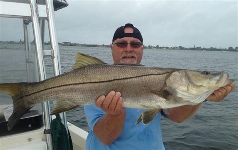 Tampa Snook Fishing Captain Matt Fishing Charters
