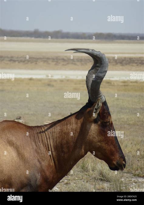 Twisted Horns Africa Hi Res Stock Photography And Images Alamy