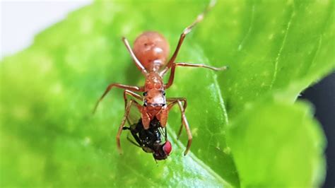 Ant Mimic Spider Myrmaplata Plataleoides Youtube