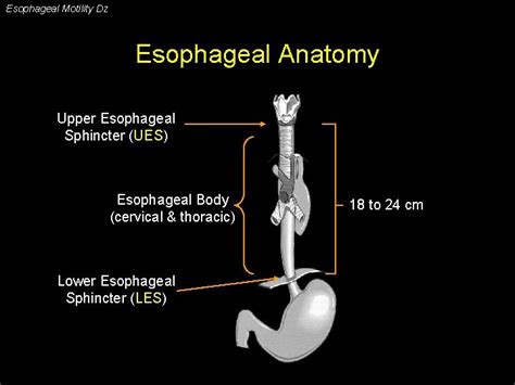 Esophageal Motility Disorders Esophageal Motility Dz Esophageal Disorders