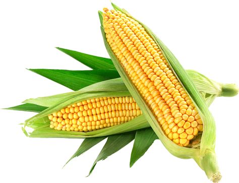 Corn Clipart Png 10 Free Cliparts Download Images On Clipground 2021