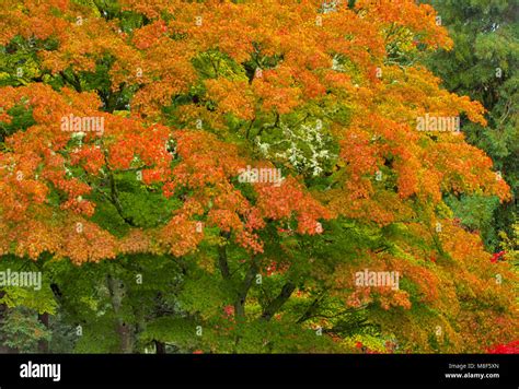 Autumn Japanese Maple Mill Valley Marin County California Stock
