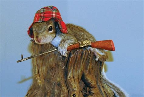 Funny Squirrels With Guns Funny Animals