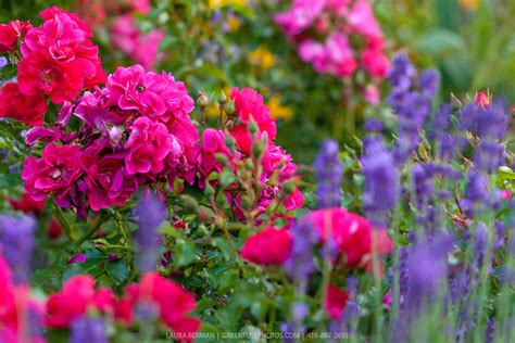 Lavender And Roses Greenfuse Photos Garden Farm And Food Photography