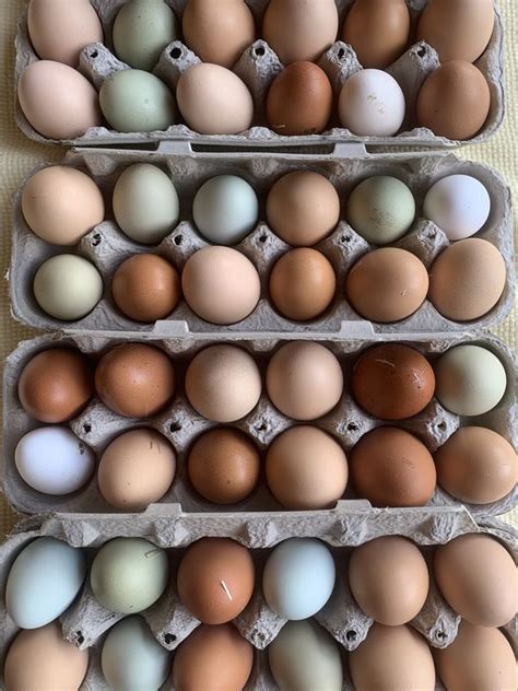 Organic Farm Fresh Free Range Unwashed Chicken Eggs For Sale In Orting