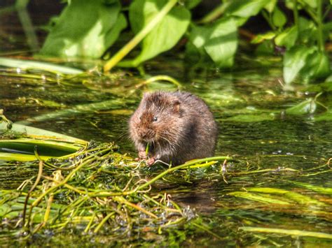 Water Vole Genome Will Help Boost Conservation Of One Of Uks Most