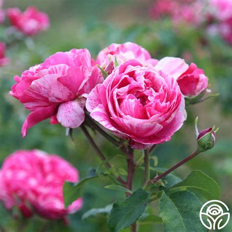 Raspberry Cream Twirl Rose Climbing Roses Lightly Fragrant